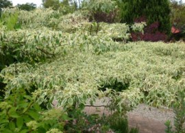 cornus contorsa-500x500